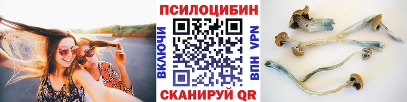 закладки  Большой Камень  MEGA маркетплейс  darknet наркотические препараты  Псилоцибиновые грибы Psilocybine cubensis 